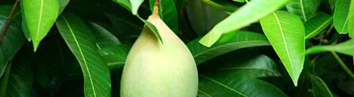 mango tree media - affordable web design uk